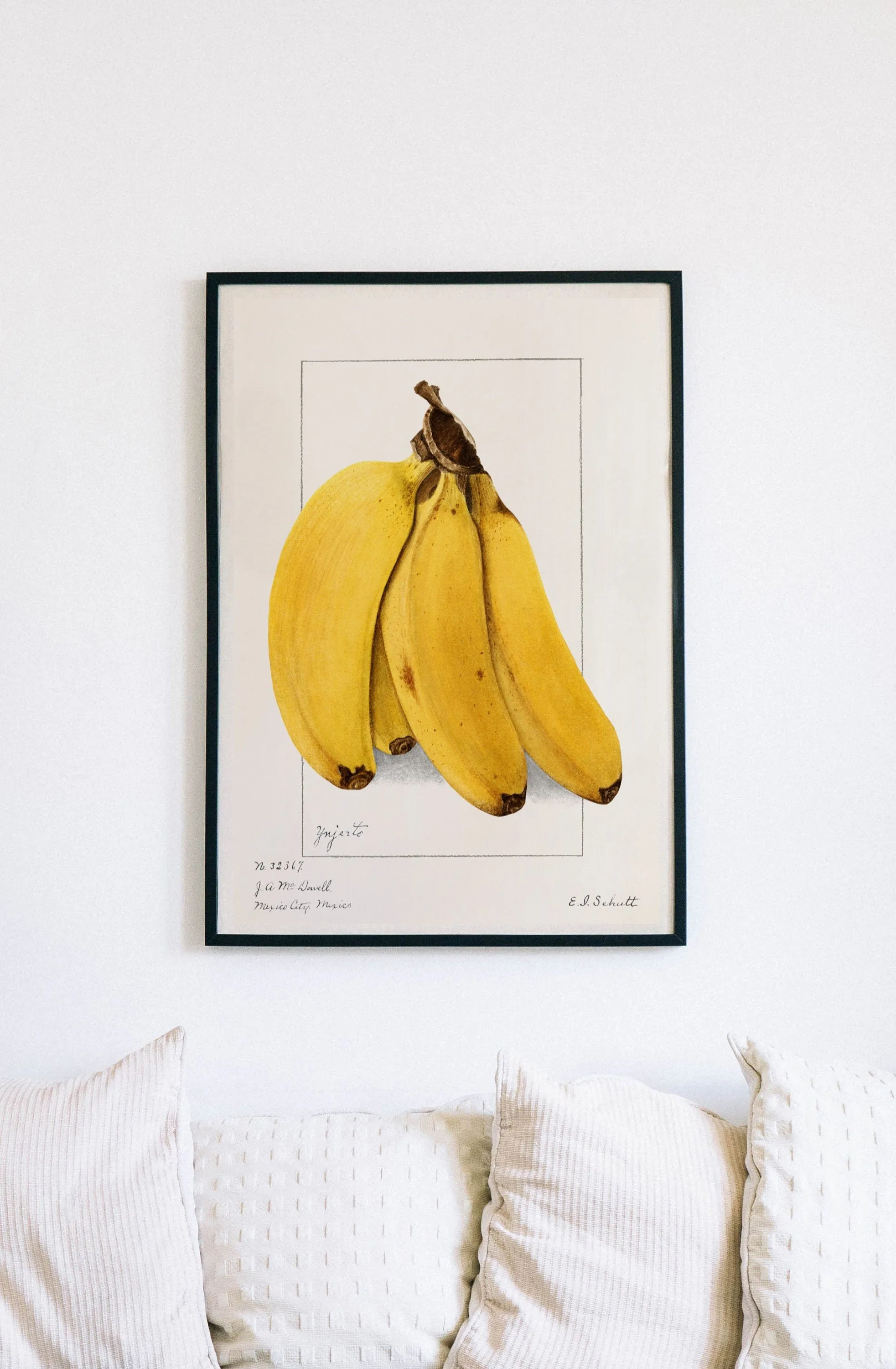 Banana Vintage Botanical Wall Art