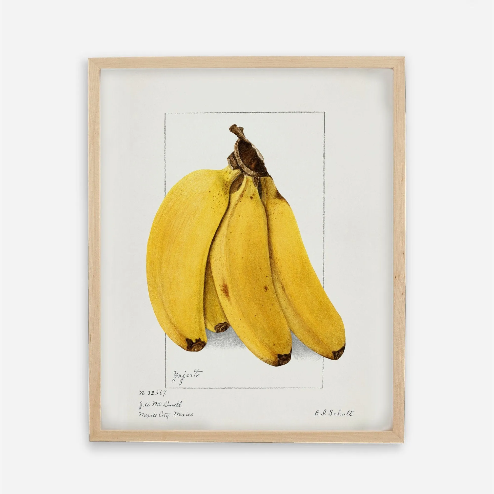Banana Vintage Botanical Wall Art