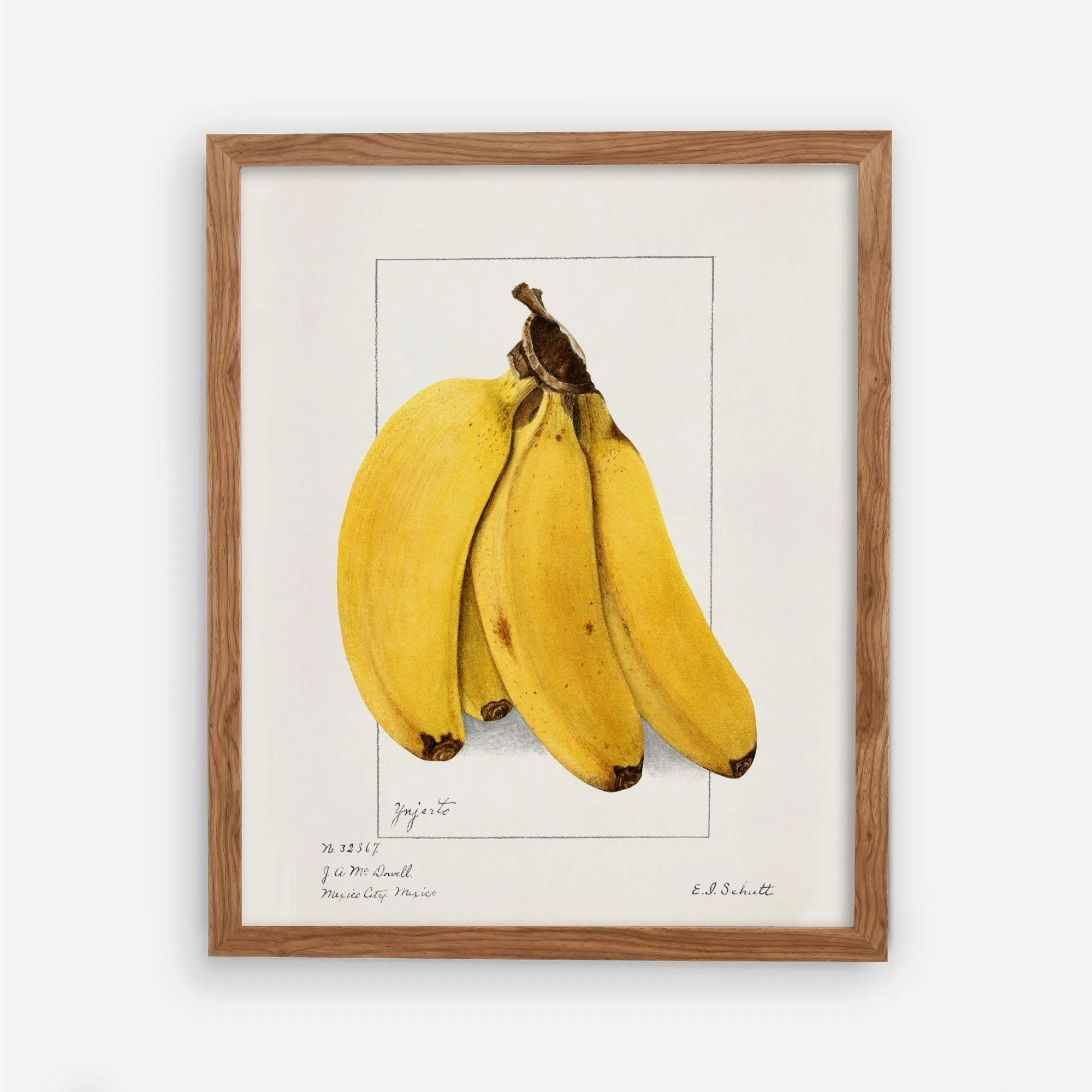 Banana Vintage Botanical Wall Art