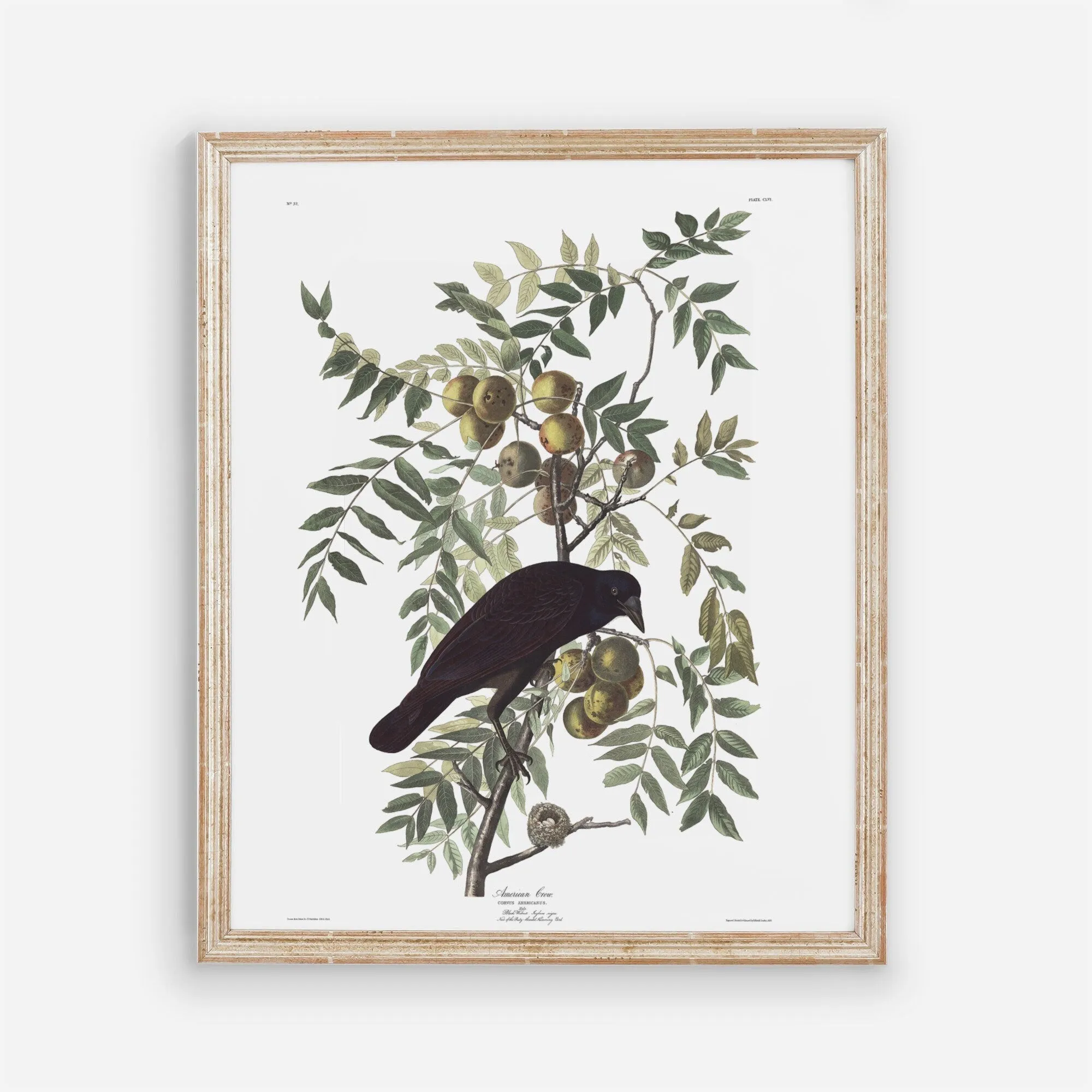 Vintage Black Bird Wall Art Print